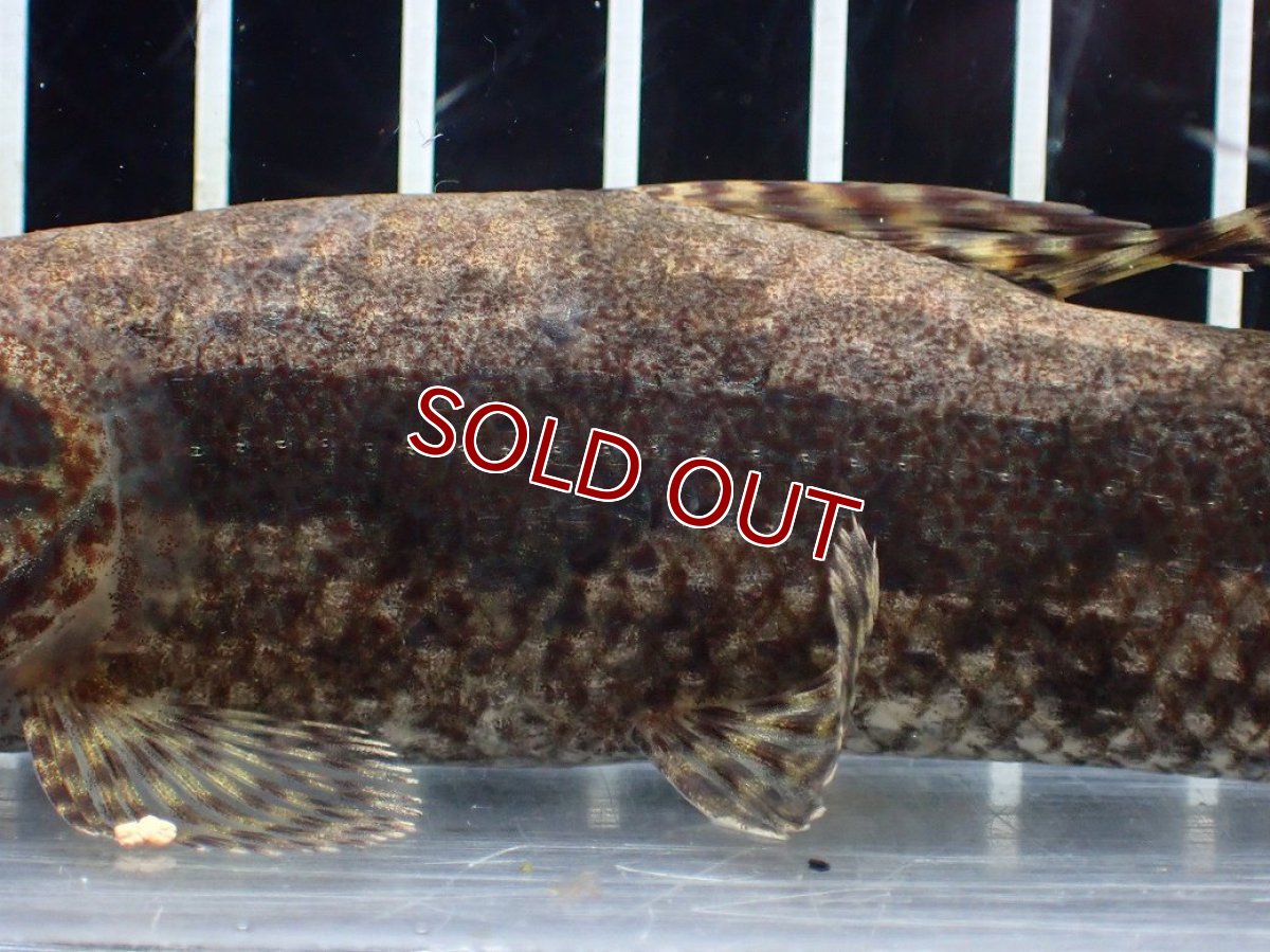 画像3: 【淡水魚】【通販】ホプリアス sp タパジョス産 ワイルド【1匹 サンプル画像】(±15cm)(大型魚)(生体)(熱帯魚)NKO (3)