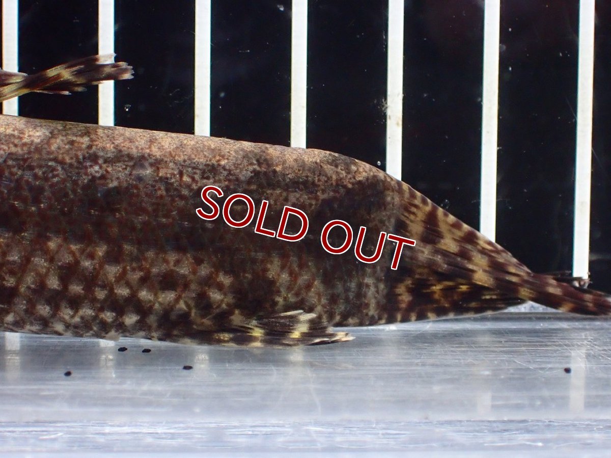 画像4: 【淡水魚】【通販】ホプリアス sp タパジョス産 ワイルド【1匹 サンプル画像】(±15cm)(大型魚)(生体)(熱帯魚)NKO (4)