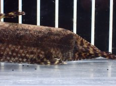 画像4: 【淡水魚】【通販】ホプリアス sp タパジョス産 ワイルド【1匹 サンプル画像】(±15cm)(大型魚)(生体)(熱帯魚)NKO (4)