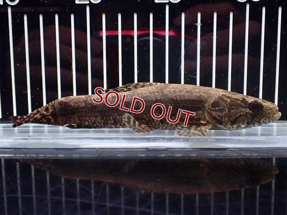 画像5: 【淡水魚】【通販】ホプリアス sp タパジョス産 ワイルド【1匹 サンプル画像】(±15cm)(大型魚)(生体)(熱帯魚)NKO (5)