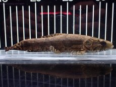 画像5: 【淡水魚】【通販】ホプリアス sp タパジョス産 ワイルド【1匹 サンプル画像】(±15cm)(大型魚)(生体)(熱帯魚)NKO (5)