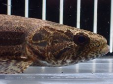 画像6: 【淡水魚】【通販】ホプリアス sp タパジョス産 ワイルド【1匹 サンプル画像】(±15cm)(大型魚)(生体)(熱帯魚)NKO (6)