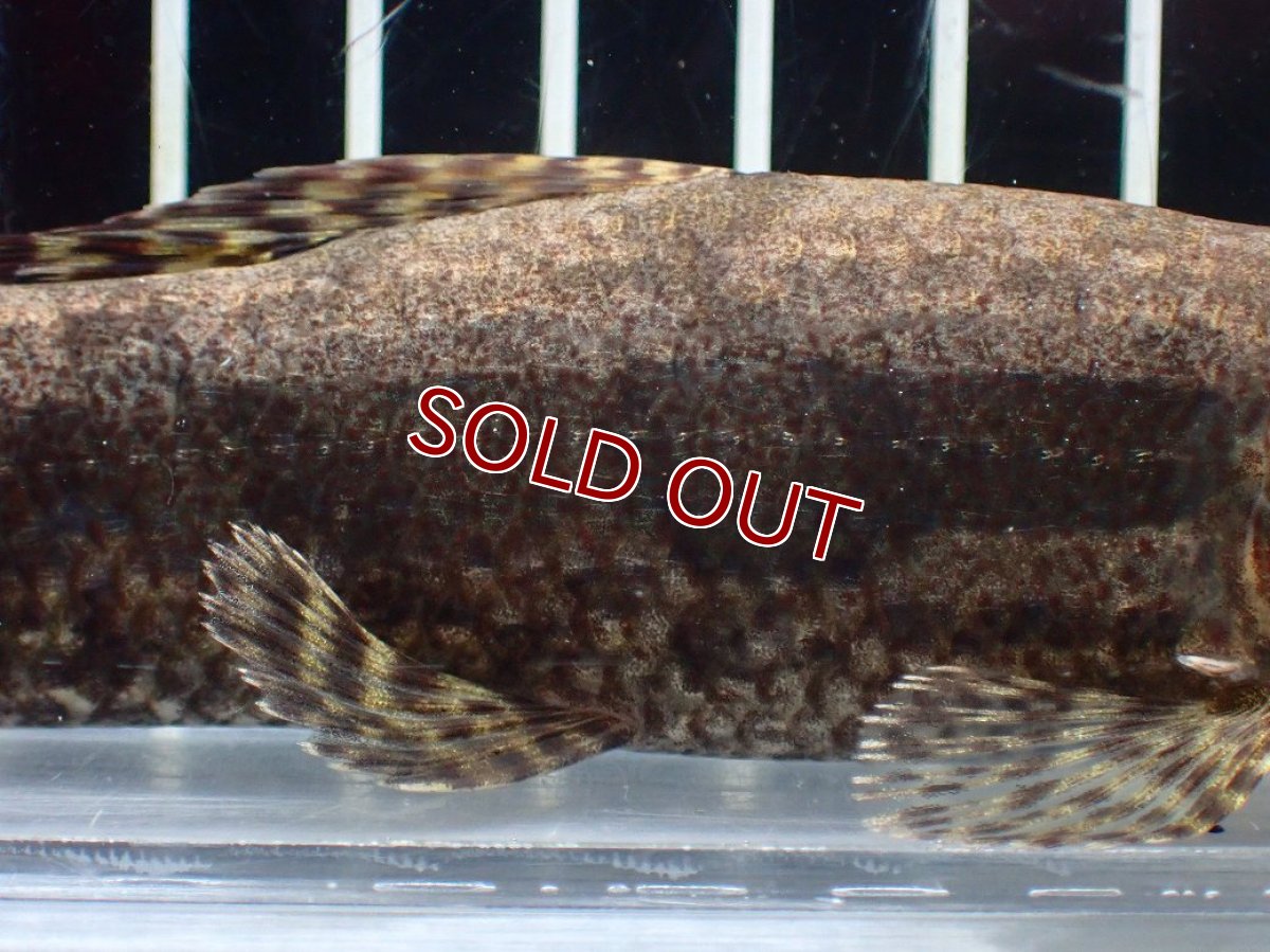 画像7: 【淡水魚】【通販】ホプリアス sp タパジョス産 ワイルド【1匹 サンプル画像】(±15cm)(大型魚)(生体)(熱帯魚)NKO (7)