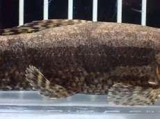 画像7: 【淡水魚】【通販】ホプリアス sp タパジョス産 ワイルド【1匹 サンプル画像】(±15cm)(大型魚)(生体)(熱帯魚)NKO (7)