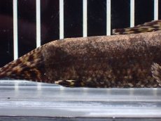 画像8: 【淡水魚】【通販】ホプリアス sp タパジョス産 ワイルド【1匹 サンプル画像】(±15cm)(大型魚)(生体)(熱帯魚)NKO (8)