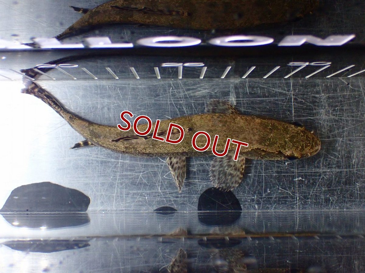 画像9: 【淡水魚】【通販】ホプリアス sp タパジョス産 ワイルド【1匹 サンプル画像】(±15cm)(大型魚)(生体)(熱帯魚)NKO (9)