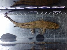 画像9: 【淡水魚】【通販】ホプリアス sp タパジョス産 ワイルド【1匹 サンプル画像】(±15cm)(大型魚)(生体)(熱帯魚)NKO (9)