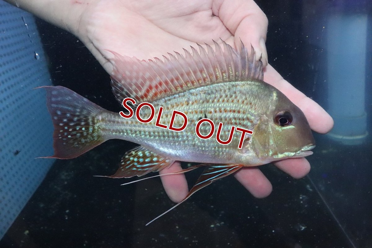 画像2: 【淡水魚】【通販】激安 大きい レッドゲオファーガス【個体販売】(±18cm)(大型魚)(生体)(熱帯魚)NKO (2)