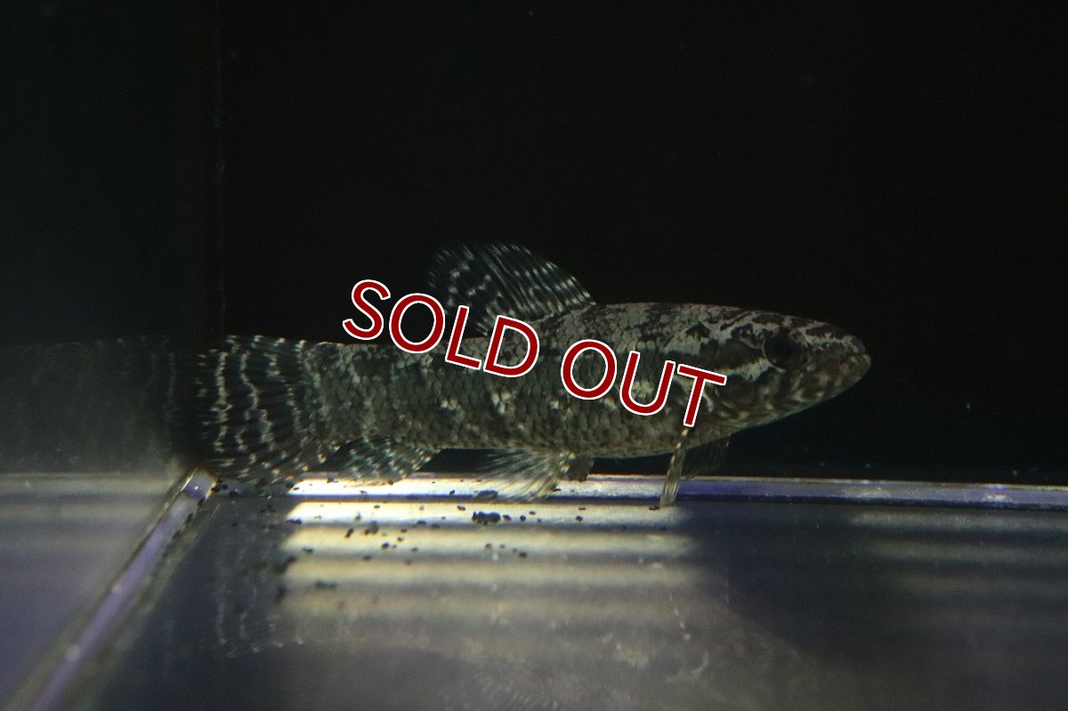 画像1: 【淡水魚】【通販】ブラックタライロン ワイルド【個体販売】(±9cm)(大型魚)（生体）（熱帯魚）NKO (1)