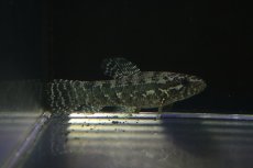 画像1: 【淡水魚】【通販】ブラックタライロン ワイルド【個体販売】(±9cm)(大型魚)（生体）（熱帯魚）NKO (1)