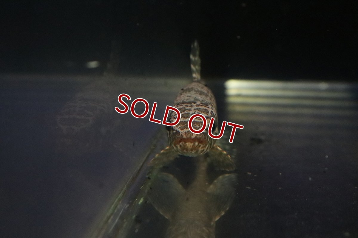 画像2: 【淡水魚】【通販】ブラックタライロン ワイルド【個体販売】(±9cm)(大型魚)（生体）（熱帯魚）NKO (2)