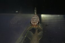 画像2: 【淡水魚】【通販】ブラックタライロン ワイルド【個体販売】(±9cm)(大型魚)（生体）（熱帯魚）NKO (2)