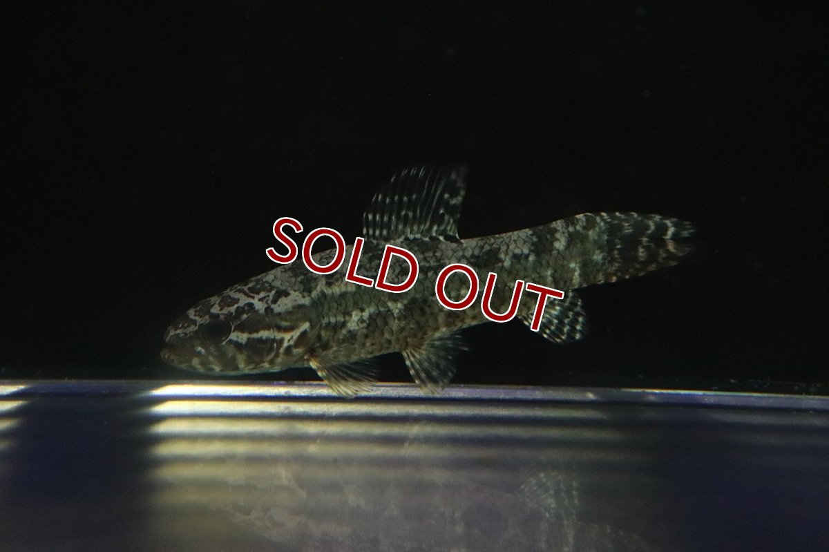 画像3: 【淡水魚】【通販】ブラックタライロン ワイルド【個体販売】(±9cm)(大型魚)（生体）（熱帯魚）NKO (3)