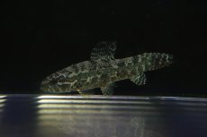画像3: 【淡水魚】【通販】ブラックタライロン ワイルド【個体販売】(±9cm)(大型魚)（生体）（熱帯魚）NKO (3)