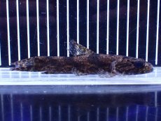 画像1: 【淡水魚】【通販】特価 リアルタライロン アイマラ コロンビア産 ワイルド【個体販売】(±13cm)(大型魚)(生体)(熱帯魚)NKO (1)