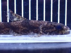 画像2: 【淡水魚】【通販】特価 リアルタライロン アイマラ コロンビア産 ワイルド【個体販売】(±13cm)(大型魚)(生体)(熱帯魚)NKO (2)