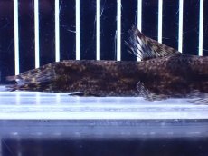 画像3: 【淡水魚】【通販】特価 リアルタライロン アイマラ コロンビア産 ワイルド【個体販売】(±13cm)(大型魚)(生体)(熱帯魚)NKO (3)