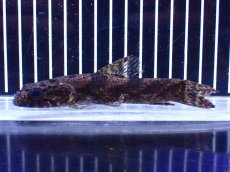 画像4: 【淡水魚】【通販】特価 リアルタライロン アイマラ コロンビア産 ワイルド【個体販売】(±13cm)(大型魚)(生体)(熱帯魚)NKO (4)