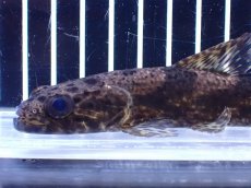 画像5: 【淡水魚】【通販】特価 リアルタライロン アイマラ コロンビア産 ワイルド【個体販売】(±13cm)(大型魚)(生体)(熱帯魚)NKO (5)