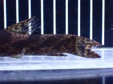 画像6: 【淡水魚】【通販】特価 リアルタライロン アイマラ コロンビア産 ワイルド【個体販売】(±13cm)(大型魚)(生体)(熱帯魚)NKO (6)