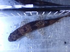 画像7: 【淡水魚】【通販】特価 リアルタライロン アイマラ コロンビア産 ワイルド【個体販売】(±13cm)(大型魚)(生体)(熱帯魚)NKO (7)