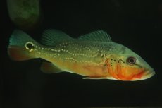 画像1: 【淡水魚】【通販】激レア 極赤 キクラ フォーゴ サンベネジット産 ワイルド【個体販売】(±20cm)(大型魚)(生体)(熱帯魚)NKＯ (1)