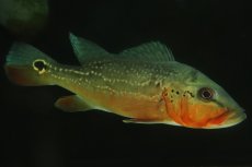 画像2: 【淡水魚】【通販】激レア 極赤 キクラ フォーゴ サンベネジット産 ワイルド【個体販売】(±20cm)(大型魚)(生体)(熱帯魚)NKＯ (2)