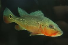 画像3: 【淡水魚】【通販】激レア 極赤 キクラ フォーゴ サンベネジット産 ワイルド【個体販売】(±20cm)(大型魚)(生体)(熱帯魚)NKＯ (3)