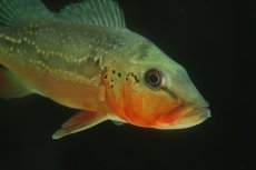 画像4: 【淡水魚】【通販】激レア 極赤 キクラ フォーゴ サンベネジット産 ワイルド【個体販売】(±20cm)(大型魚)(生体)(熱帯魚)NKＯ (4)