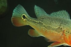画像5: 【淡水魚】【通販】激レア 極赤 キクラ フォーゴ サンベネジット産 ワイルド【個体販売】(±20cm)(大型魚)(生体)(熱帯魚)NKＯ (5)