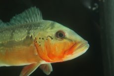 画像6: 【淡水魚】【通販】激レア 極赤 キクラ フォーゴ サンベネジット産 ワイルド【個体販売】(±20cm)(大型魚)(生体)(熱帯魚)NKＯ (6)