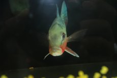画像7: 【淡水魚】【通販】激レア 極赤 キクラ フォーゴ サンベネジット産 ワイルド【個体販売】(±20cm)(大型魚)(生体)(熱帯魚)NKＯ (7)