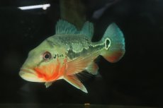 画像8: 【淡水魚】【通販】激レア 極赤 キクラ フォーゴ サンベネジット産 ワイルド【個体販売】(±20cm)(大型魚)(生体)(熱帯魚)NKＯ (8)