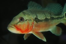 画像9: 【淡水魚】【通販】激レア 極赤 キクラ フォーゴ サンベネジット産 ワイルド【個体販売】(±20cm)(大型魚)(生体)(熱帯魚)NKＯ (9)