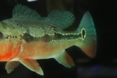 画像10: 【淡水魚】【通販】激レア 極赤 キクラ フォーゴ サンベネジット産 ワイルド【個体販売】(±20cm)(大型魚)(生体)(熱帯魚)NKＯ (10)
