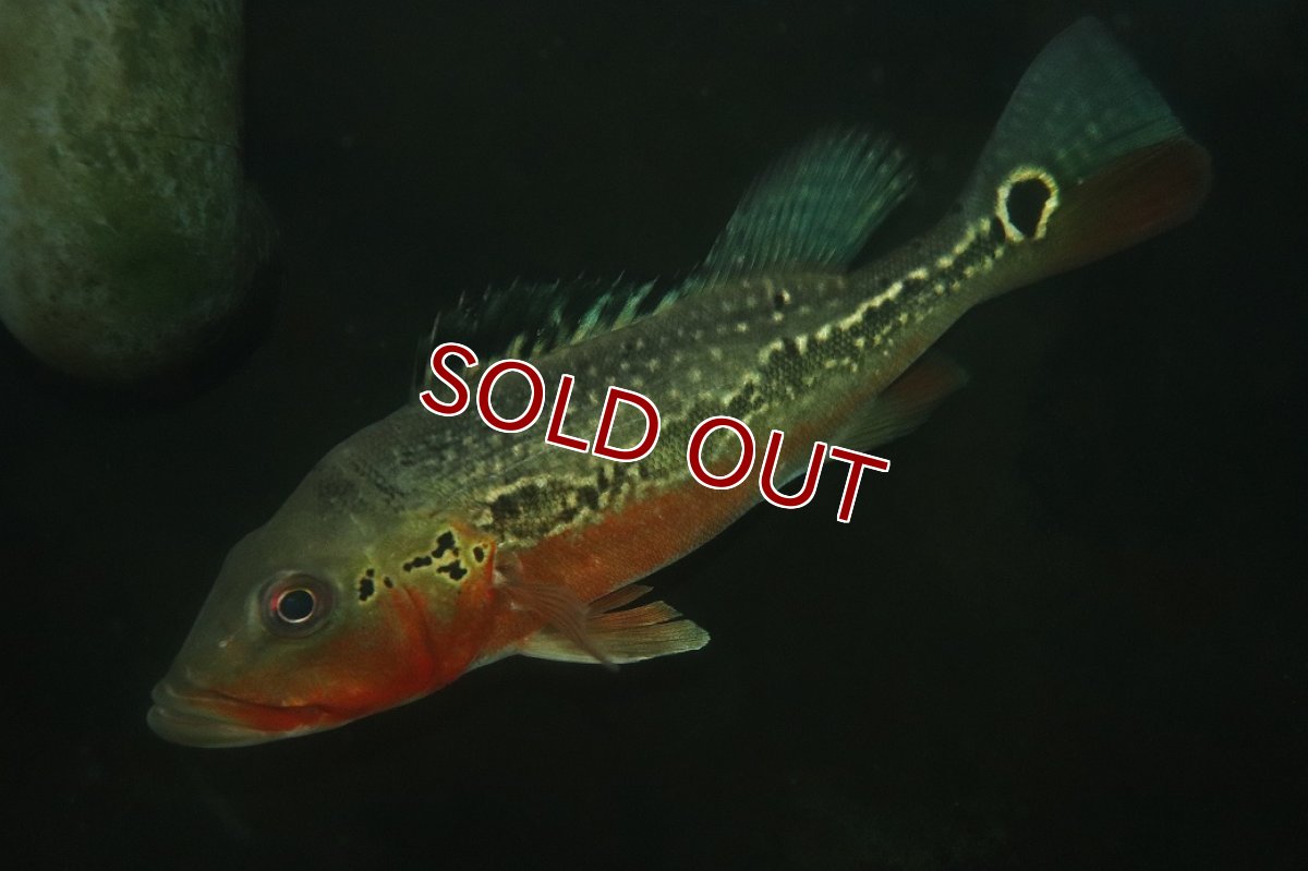 画像1: 【淡水魚】【通販】激レア 極赤 キクラ フォーゴ サンベネジット産 ワイルド【個体販売】(±20cm)(大型魚)(生体)(熱帯魚)NKＯ (1)