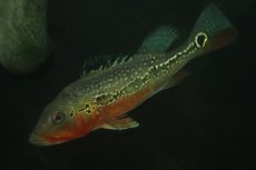 画像1: 【淡水魚】【通販】激レア 極赤 キクラ フォーゴ サンベネジット産 ワイルド【個体販売】(±20cm)(大型魚)(生体)(熱帯魚)NKＯ (1)