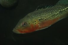 画像2: 【淡水魚】【通販】激レア 極赤 キクラ フォーゴ サンベネジット産 ワイルド【個体販売】(±20cm)(大型魚)(生体)(熱帯魚)NKＯ (2)