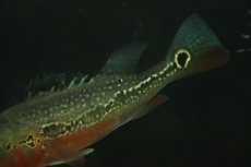画像3: 【淡水魚】【通販】激レア 極赤 キクラ フォーゴ サンベネジット産 ワイルド【個体販売】(±20cm)(大型魚)(生体)(熱帯魚)NKＯ (3)