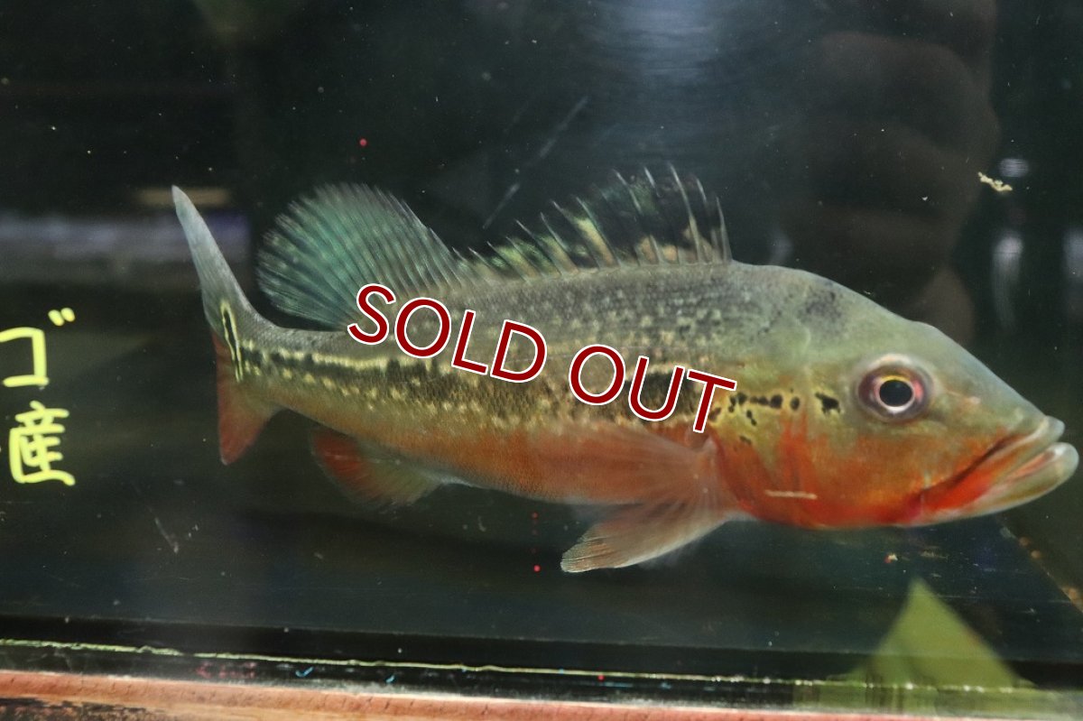 画像4: 【淡水魚】【通販】激レア 極赤 キクラ フォーゴ サンベネジット産 ワイルド【個体販売】(±20cm)(大型魚)(生体)(熱帯魚)NKＯ (4)