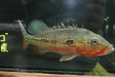 画像4: 【淡水魚】【通販】激レア 極赤 キクラ フォーゴ サンベネジット産 ワイルド【個体販売】(±20cm)(大型魚)(生体)(熱帯魚)NKＯ (4)