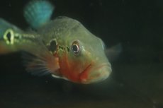 画像5: 【淡水魚】【通販】激レア 極赤 キクラ フォーゴ サンベネジット産 ワイルド【個体販売】(±20cm)(大型魚)(生体)(熱帯魚)NKＯ (5)