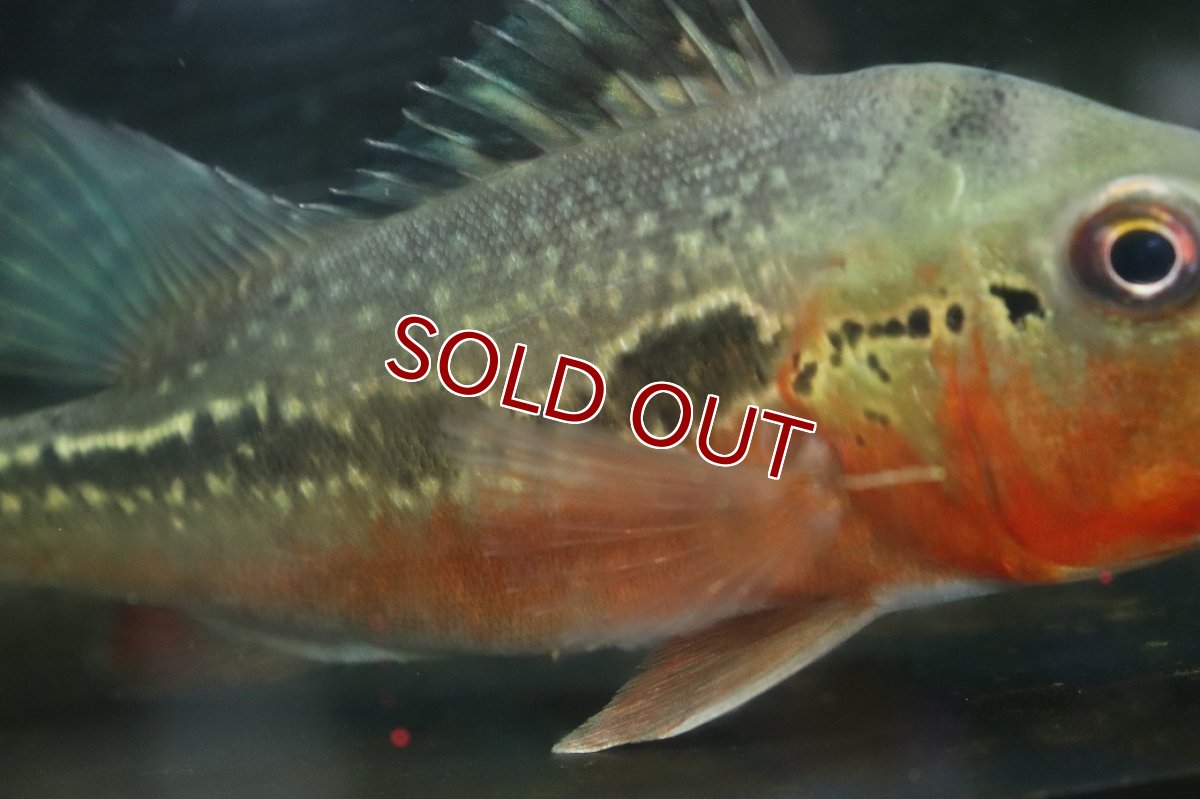 画像6: 【淡水魚】【通販】激レア 極赤 キクラ フォーゴ サンベネジット産 ワイルド【個体販売】(±20cm)(大型魚)(生体)(熱帯魚)NKＯ (6)
