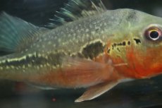 画像6: 【淡水魚】【通販】激レア 極赤 キクラ フォーゴ サンベネジット産 ワイルド【個体販売】(±20cm)(大型魚)(生体)(熱帯魚)NKＯ (6)