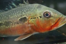 画像7: 【淡水魚】【通販】激レア 極赤 キクラ フォーゴ サンベネジット産 ワイルド【個体販売】(±20cm)(大型魚)(生体)(熱帯魚)NKＯ (7)