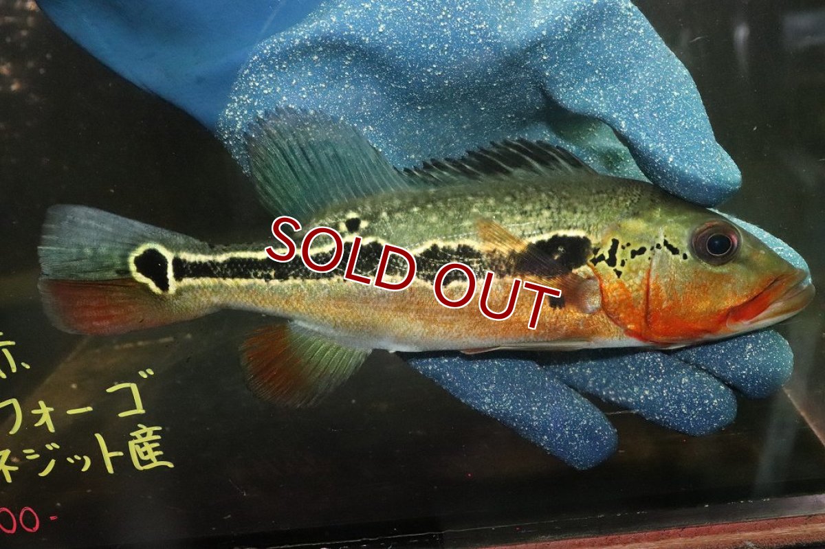 画像1: 【淡水魚】【通販】激レア No1 極赤 キクラ フォーゴ サンベネジット産 ワイルド【個体販売】(±20cm)(大型魚)(生体)(熱帯魚)NKＯ (1)