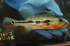 画像1: 【淡水魚】【通販】激レア No1 極赤 キクラ フォーゴ サンベネジット産 ワイルド【個体販売】(±20cm)(大型魚)(生体)(熱帯魚)NKＯ (1)