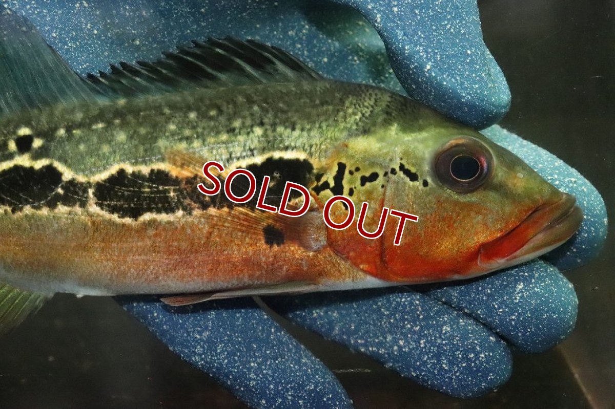 画像2: 【淡水魚】【通販】激レア No1 極赤 キクラ フォーゴ サンベネジット産 ワイルド【個体販売】(±20cm)(大型魚)(生体)(熱帯魚)NKＯ (2)