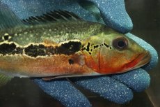 画像2: 【淡水魚】【通販】激レア No1 極赤 キクラ フォーゴ サンベネジット産 ワイルド【個体販売】(±20cm)(大型魚)(生体)(熱帯魚)NKＯ (2)