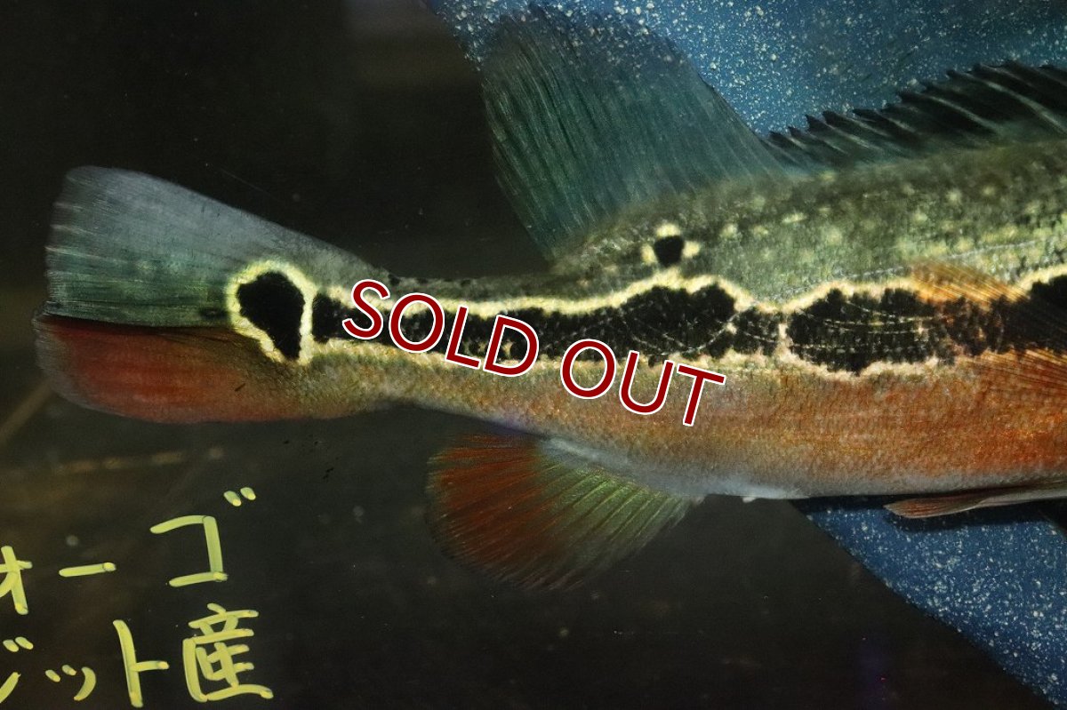 画像3: 【淡水魚】【通販】激レア No1 極赤 キクラ フォーゴ サンベネジット産 ワイルド【個体販売】(±20cm)(大型魚)(生体)(熱帯魚)NKＯ (3)